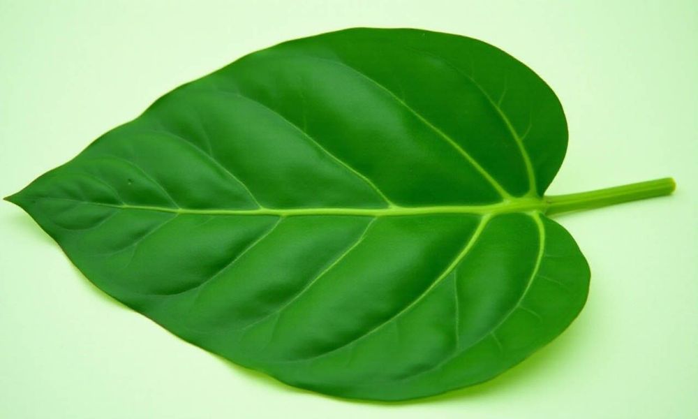 Lá lốt hình tim và bóng. 