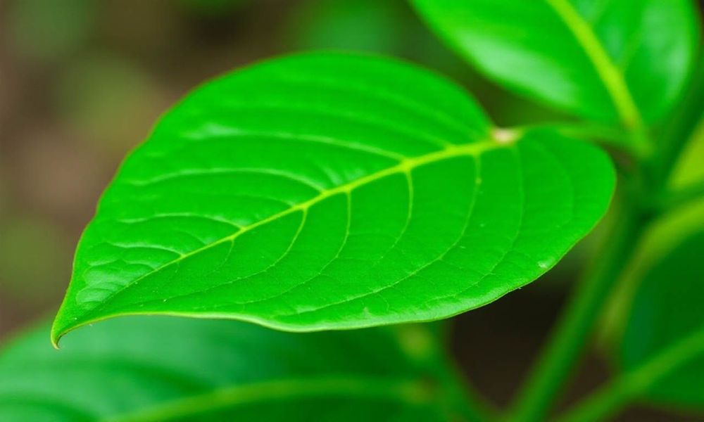 Lá lốt có thể kết hợp với các loại thảo dược khác như ngải cứu, đinh lăng để tăng cường hiệu quả điều trị.