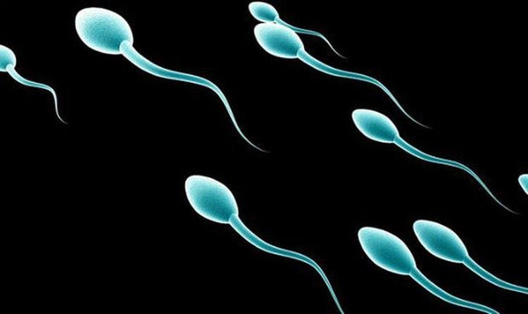 Y sperm do not swim faster than X sperm.
