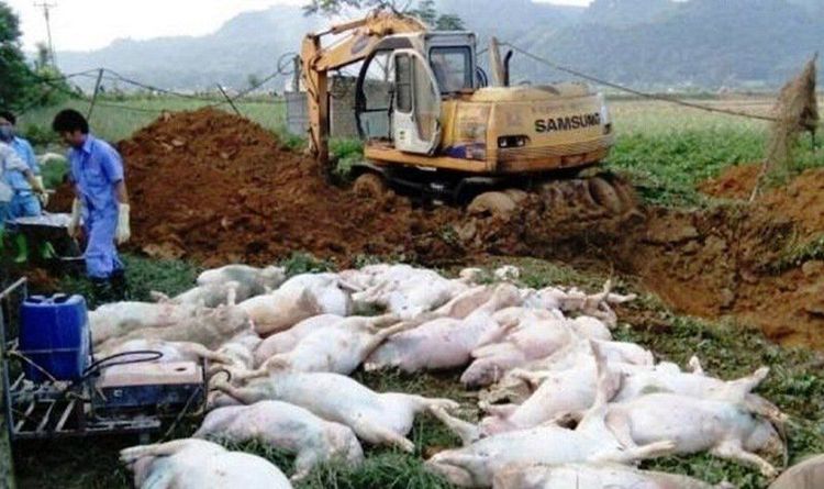 Dịch tả lợn Châu Phi đã chấm dứt chưa?