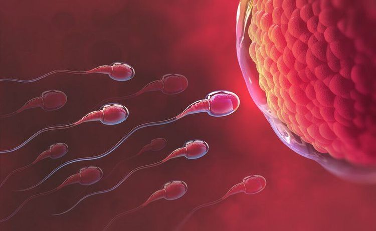 Căng thẳng có thể khiến cơ thể trì hoãn hoặc ức chế hoàn toàn quá trình rụng trứng