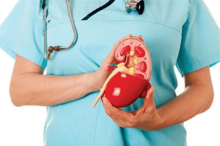 Bệnh gan nhiễm mỡ không do rượu khi tăng cao có thể liên quan đến suy giảm chức năng thận