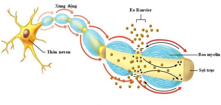 
Các loại chất dẫn truyền thần kinh khác nhau sẽ hoạt động khác nhau
