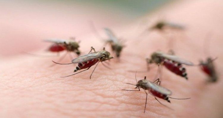Dengue-transmitting mosquitoes