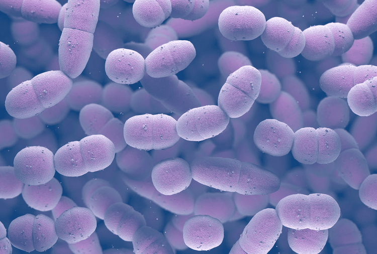 Streptococcus pneumoniae image