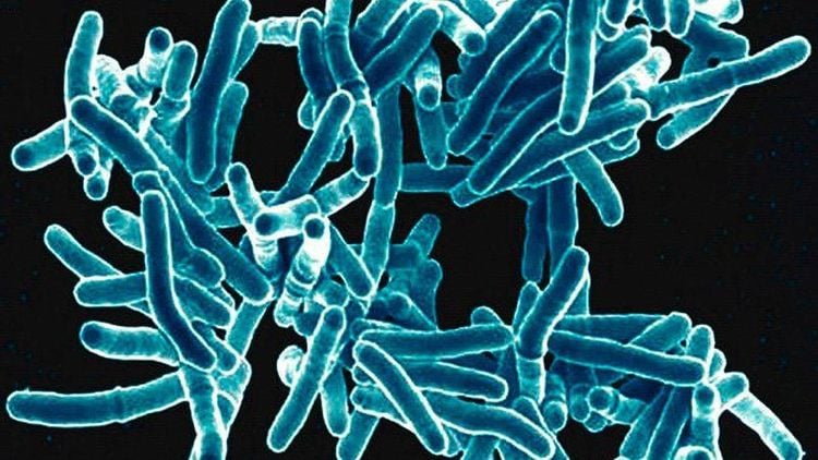 Mycobacterium tuberculosis