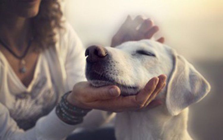 Infected pets can cause the child to get infected