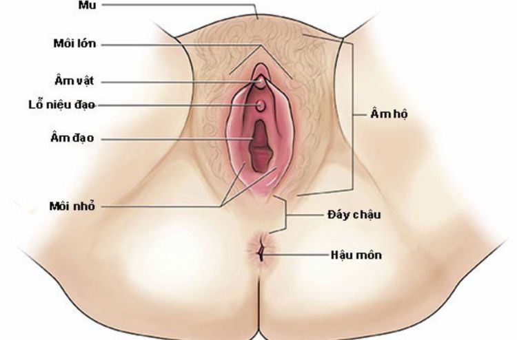 Cấu tạo cơ thể, niệu đạo gần hậu môn nên trẻ gái thường bị nhiễm khuẩn tiết niệu