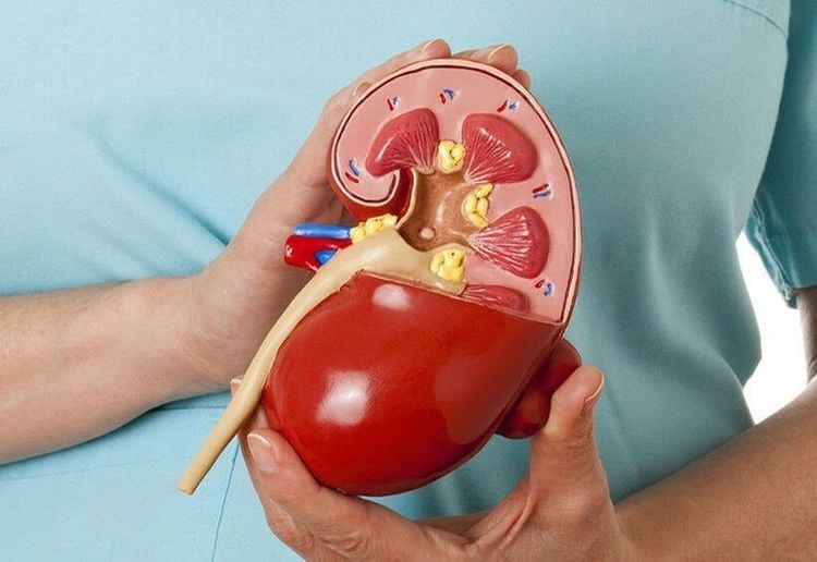 The kidneys act as the body's natural blood filter.