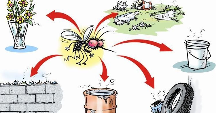 Habitats of Dengue Fever-Transmitting Mosquitoes
