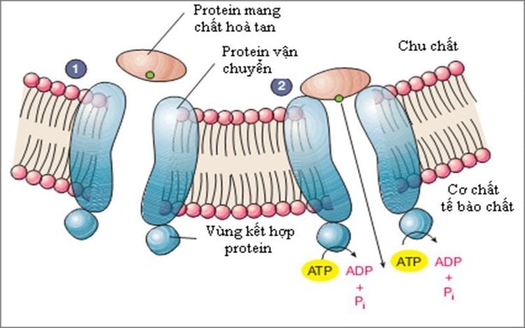 Protein helps transport nutrients into cells.