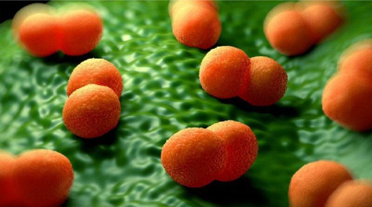
Vi khuẩn Neisseria meningitidis gây bệnh viêm não mô cầu
