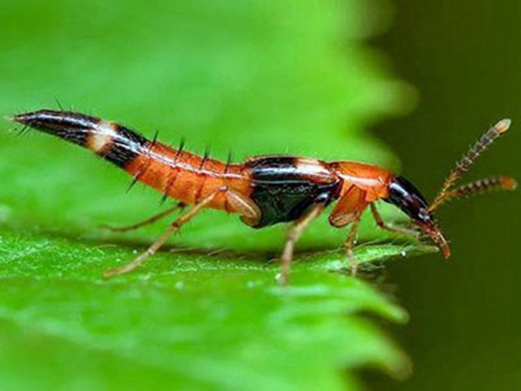 Contact with rove beetles may cause skin irritation