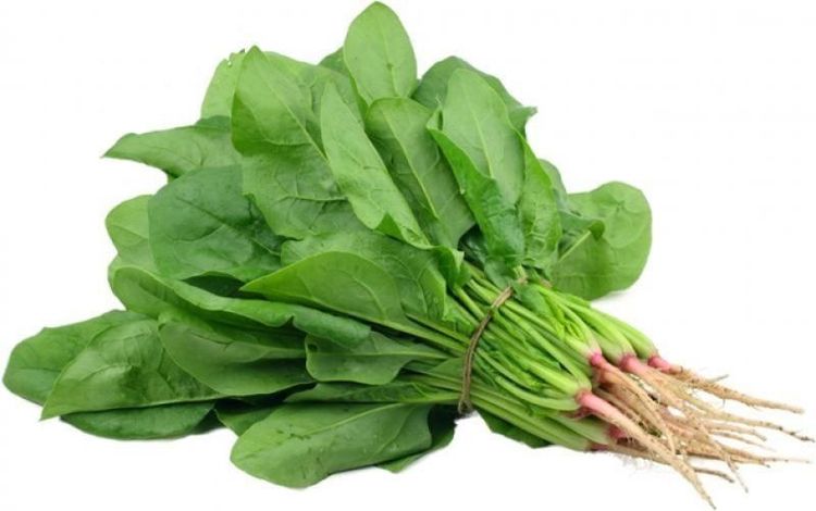Nhấn vào ảnh để phóng to
Rau bina chứa hàm lượng vitamin K cao giúp tăng tiểu cầu