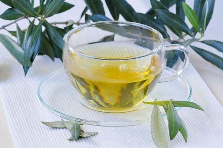 Drinking olive leaf extract helps slow down osteoporosis in postmenopausal women