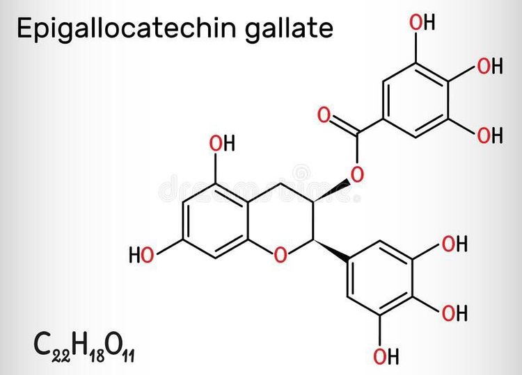 Epigallocatechin gallate (EGCG) has been shown to potentially combat cellular damage and certain chronic diseases.