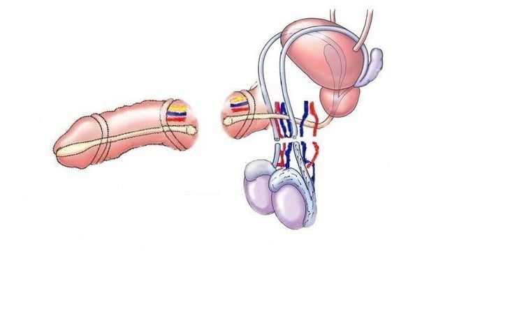 The male reproductive system consists of different parts.