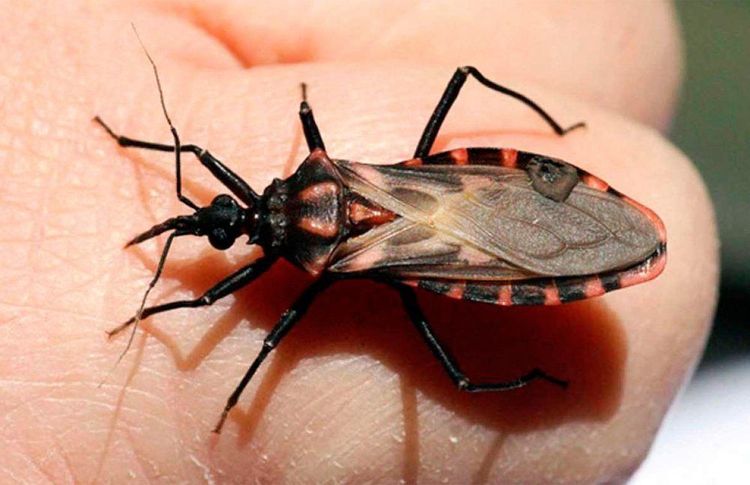 Nguyên nhân gây bệnh Chagas là do bọ xít Trypanosomiasis Mỹ