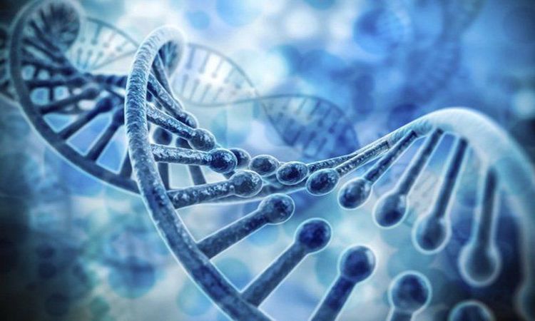 Stickler syndrome is highly likely to be passed down from parent to child