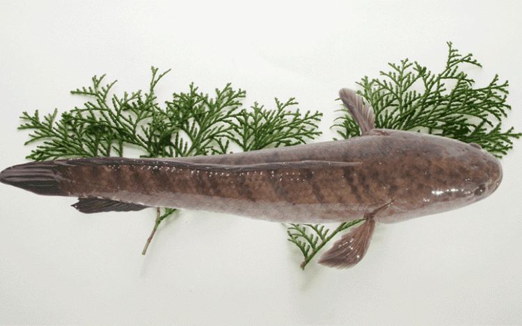 Snakehead fish contains high levels of amino acids and fatty acids.