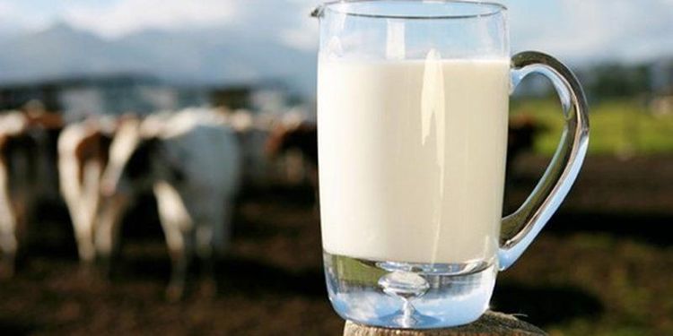 Nhấn vào ảnh để phóng to
Cung cấp 500mL sữa bò nguyên chất tiệt trùng (3,25% chất béo sữa) mỗi ngày