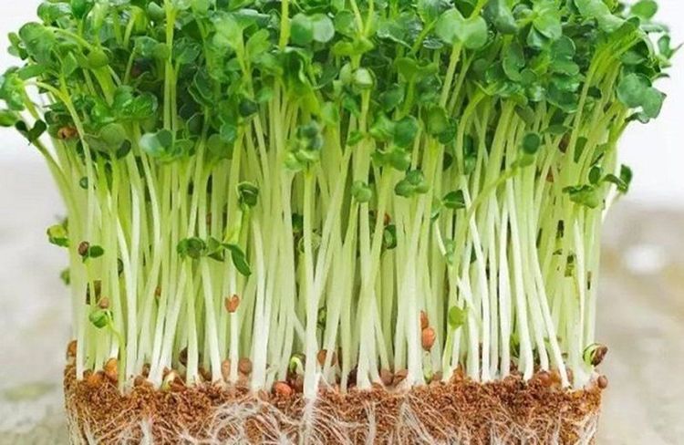 Parents should conduct thorough research before deciding to introduce sprouts to their child's weaning diet.
