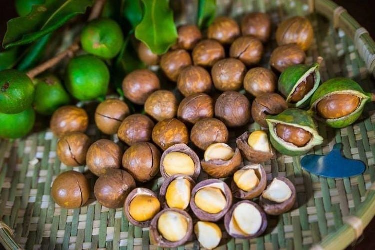 Hạt tươi mắc ca có thể bị vi khuẩn Salmonella tấn công khi thu hoạch
