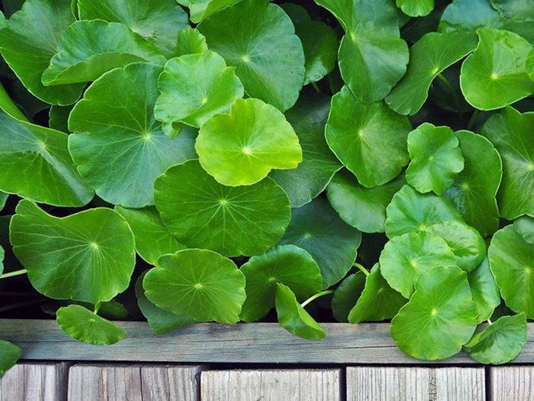 Cica (Centella Asiatica) is extracted from the gotu kola plant and has skin-healing and moisturizing properties, etc,...