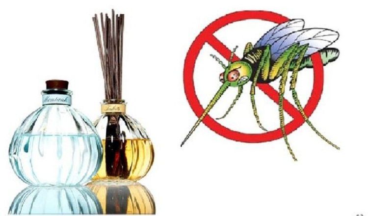 Bôi ngoài da tinh dầu đinh hương để xua muỗi, côn trùng