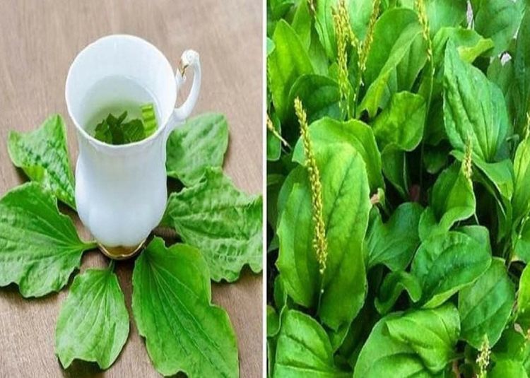 Vị thuốc mã đề đen có thể hỗ trợ điều trị một số bệnh lý