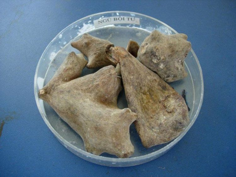Dược liệu ngũ bội tử có vị đắng chua, mặn, tính bình