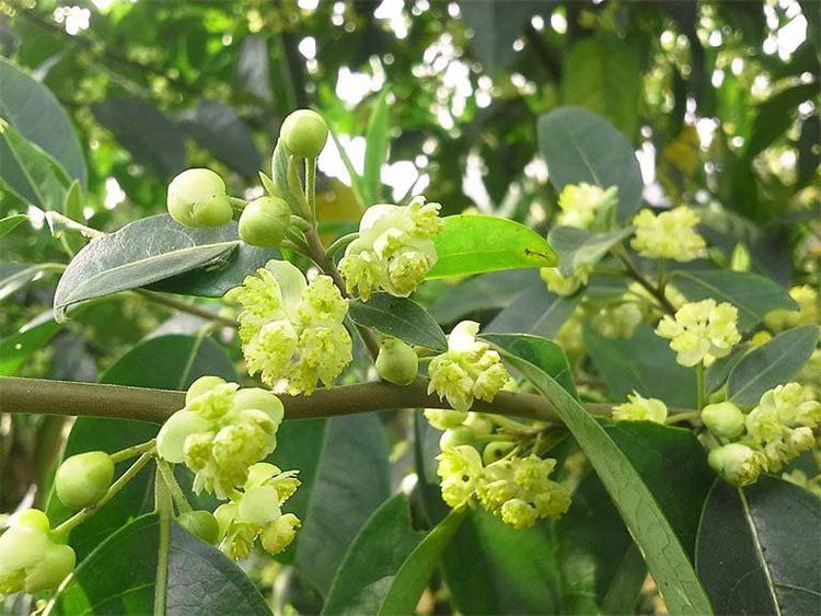 Cây màng tang là một cây mọc hoang ở nhiều vùng núi ở nước ta