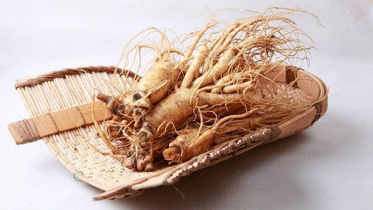 Rễ cây thương lục được sử dụng trong một số bài thuốc Đông Y