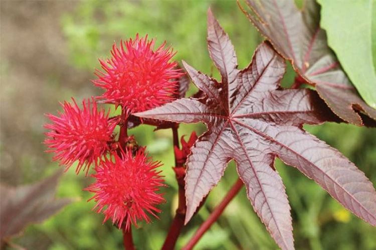 
Cây thầu dầu nguồn gốc từ các nước Châu Phi
