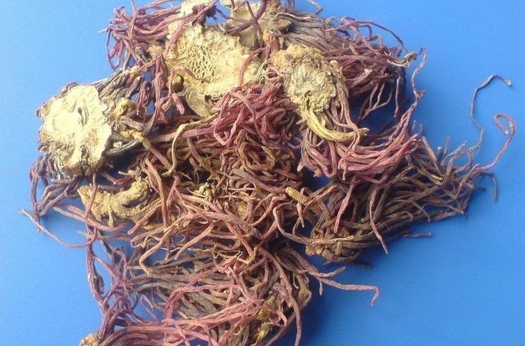 Vị thuốc tử uyển là phần rễ và thân rễ của cây tử uyển