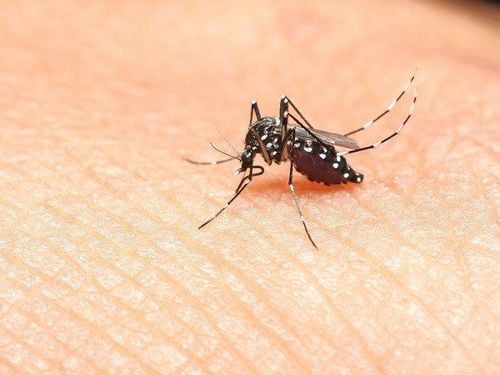 Bệnh sốt xuất huyết lây truyền từ người này sang người khác qua đường trung gian là muỗi vằn