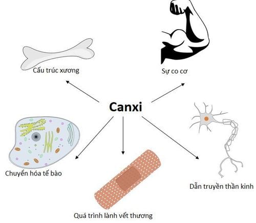 Vai trò của Canxi trong cơ thể