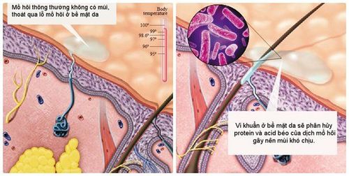 Mechanism of axillary odour