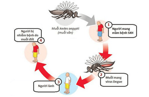 
Con đường truyền bệnh sốt xuất huyết từ muỗi Aedes (màu đen) sang cho người
