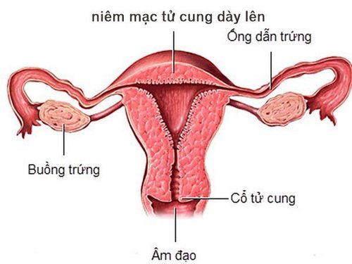 Endometrium thickness relates to conception