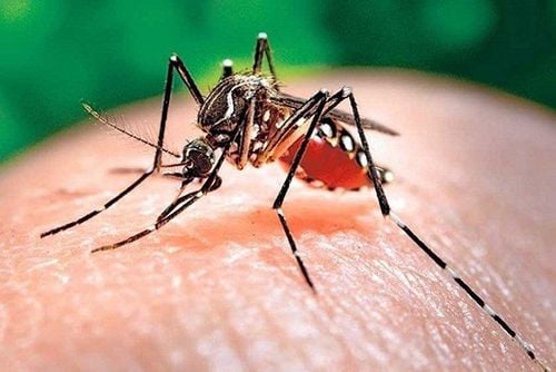 The primary causative agent of dengue fever is the dengue virus, which is transmitted by the Aedes aegypti mosquito