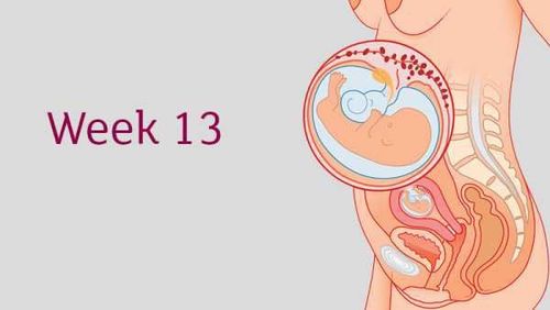 At week 13, the baby begins involuntary reflex movements, such as opening and closing fingers

