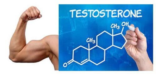 Testosterone cũng tham gia vào quá trình hình thành nên khối cơ bắp của cơ thể