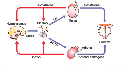 GnRH là một hormone được tiết ra ở vùng dưới đồi