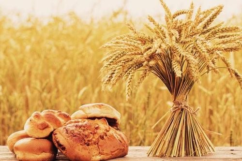 Chúng ta có thể tìm thấy gluten trong lúa mì và lúa mạch