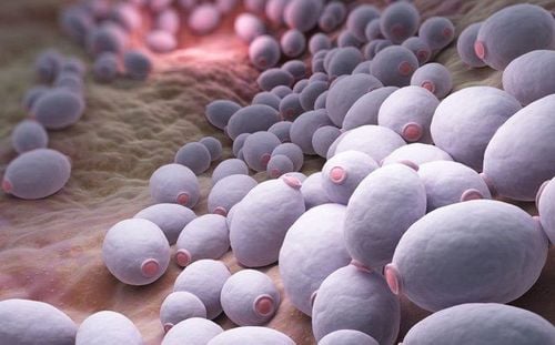 Candida Albicans is the primary cause of vaginal yeast infections.