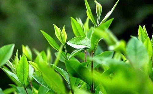 Tinh dầu trà xanh là một phương pháp điều trị mụn nội tiết tự nhiên