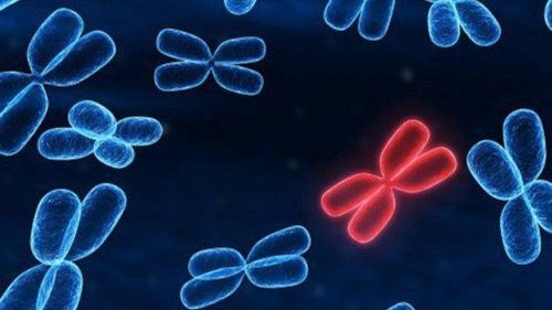 Xét nghiệm nhiễm sắc thể đồ xác định một rối loạn di truyền trong chẩn đoán vô sinh