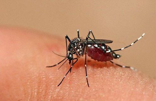 Dengue fever can be transmitted by mosquitoes carrying the disease