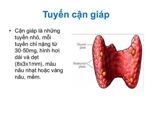 Hormone tuyến cận giáp PTH được tạo ra bởi bốn tuyến cận giáp nhỏ ở vùng cổ, phía sau tuyến giáp